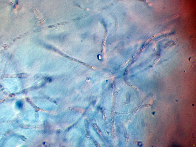Auricularia nigricans 10 - Contexto-001